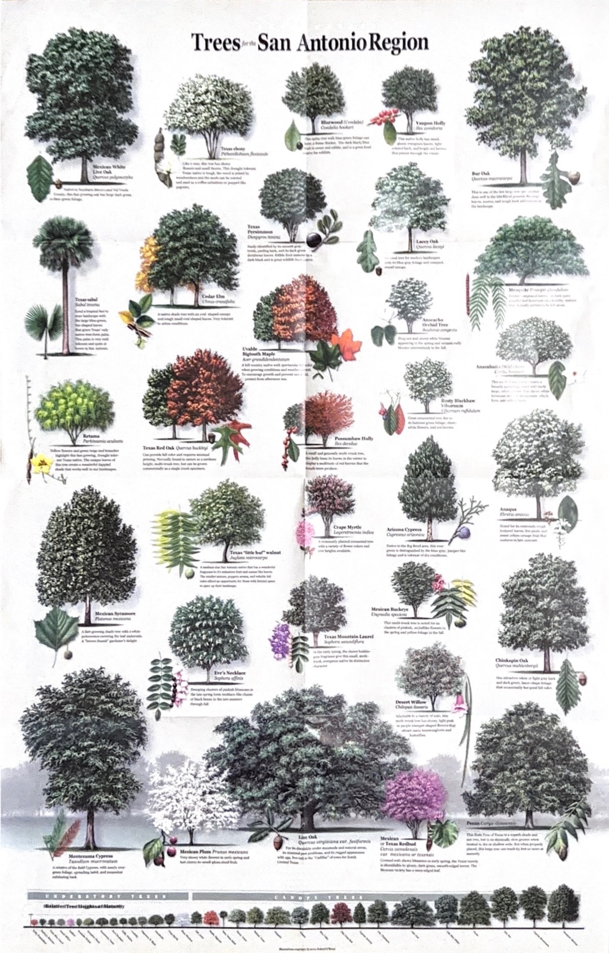 San Antonio region trees and plants guide